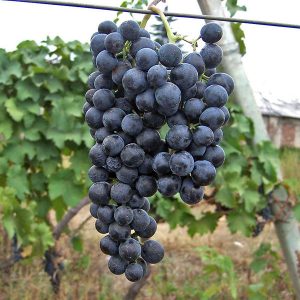 Саженцы винограда Александроули