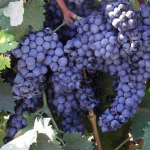 Саженцы винограда Чёрный Ркацители