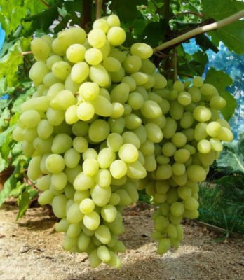 Саженцы винограда Долгожданный