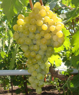 Саженцы винограда Фрумоаса Албэ