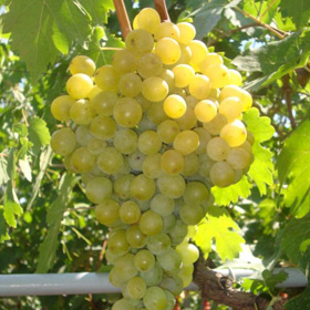 Саженцы винограда Фрумоаса Албэ