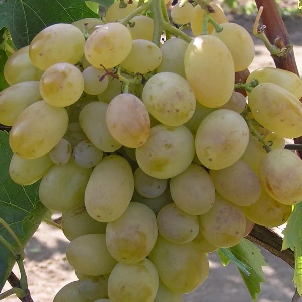 Саженцы винограда Карабурну