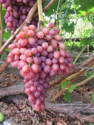 Саженцы винограда Кишмиш лучистый