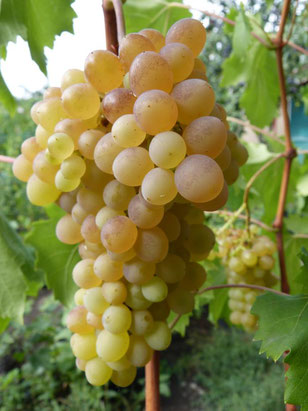Саженцы винограда Киси