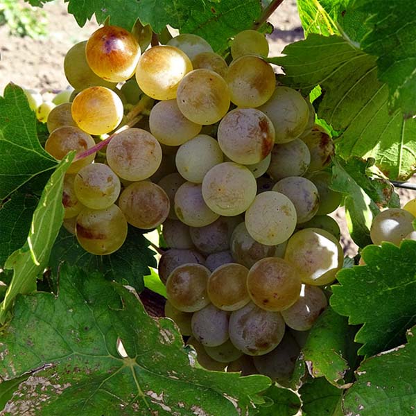 Саженцы винограда Кудураули