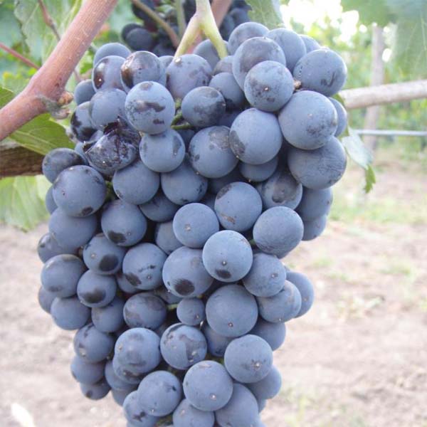 Саженцы винограда Муджуретули