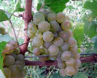 Саженцы винограда Рислинг