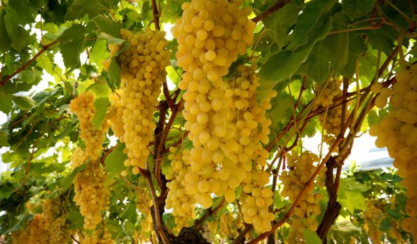 Саженцы винограда Ркацители