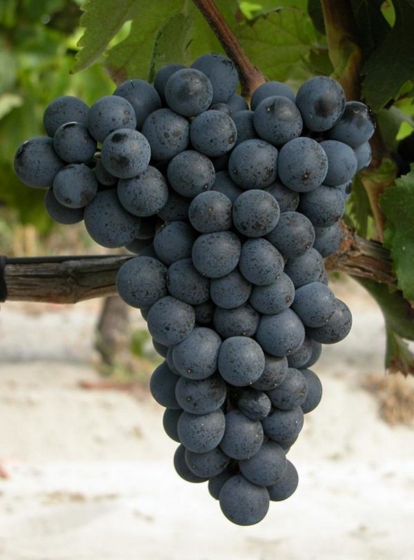 Саженцы винограда Саперави