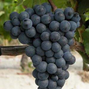 Саженцы винограда Саперави