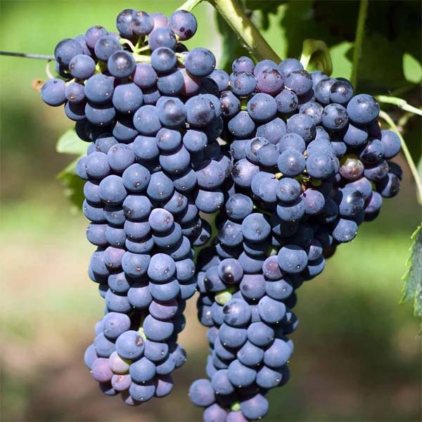 Саженцы винограда Шираз(Сира)