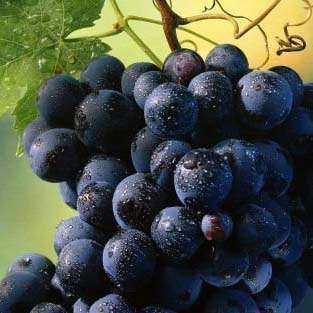 Саженцы винограда Симонасеули